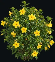 Golden Trumpet