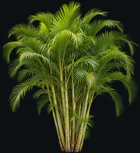 Areca Palm
