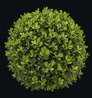 Japanese Boxwood