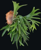 Elkhorn Fern