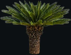 Sago Palm