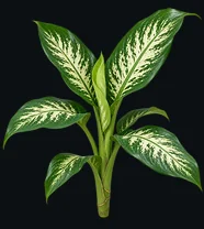 Dumb Cane
