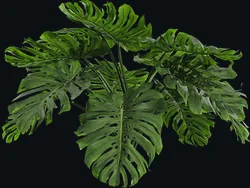 Swiss Cheese Plant