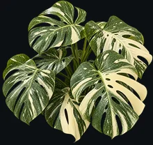 Variegated Swiss Cheese Plant