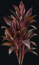 Dracaena Chocolate
