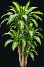 Corn Plant