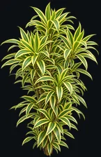 Dracaena
