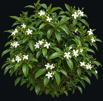 Pinwheel Flower