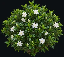 Gardenia