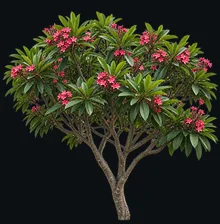Frangipani
