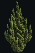 Chinese Juniper