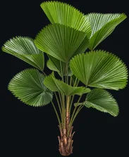 Round Licuala Palm