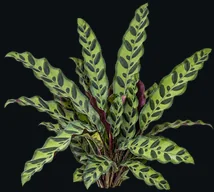 Rattlesnake Plant