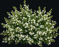 Mini Heather