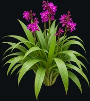 Clawed Spathoglottis