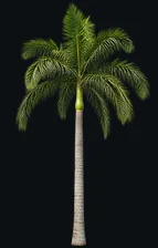 Royal Palm