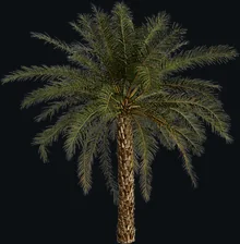 Date Palm