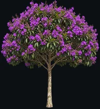 Princess Flower