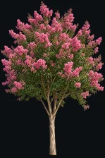 Crape Myrtle