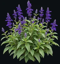 Blue Sage