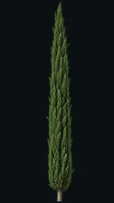 Cypress