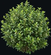 Viburnum