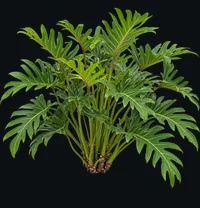 Xanadu Philodendron