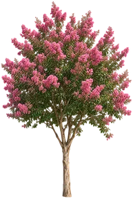 Crape Myrtle