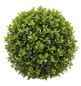 Japanese Boxwood