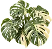 Variegated Swiss Cheese Plant