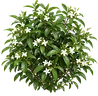 Pinwheel Flower