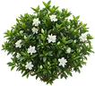 Gardenia