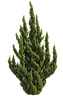 Chinese Juniper
