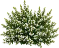 Mini Heather
