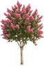 Crape Myrtle
