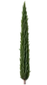 Cypress