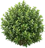 Viburnum
