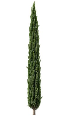 Cypress